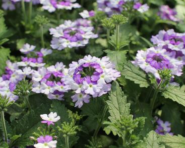 Sporýš 'Vanessa Bicolor Indigo'