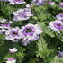 Verbena hybrida 'Vanessa Bicolor Indigo'.JPG