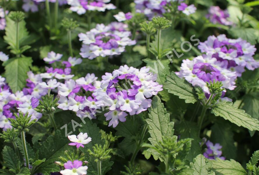 Sporýš 'Vanessa Bicolor Indigo' - Verbena hybrida 'Vanessa Bicolor Indigo'