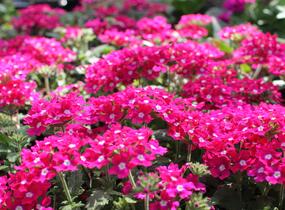 Sporýš 'Vanessa Dark Pink' - Verbena hybrida 'Vanessa Dark Pink'