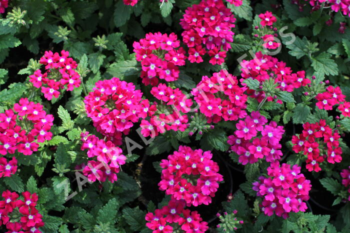 Verbena, sporýš 'Vanessa Dark Pink' - Verbena hybrida 'Vanessa Dark Pink'