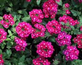 Sporýš 'Vanessa Dark Pink'