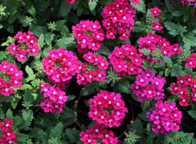 Sporýš 'Vanessa Dark Pink' - Verbena hybrida 'Vanessa Dark Pink'