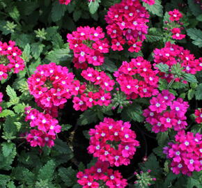 Verbena, sporýš 'Vanessa Dark Pink' - Verbena hybrida 'Vanessa Dark Pink'