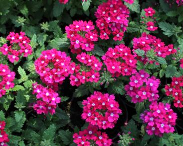 Sporýš 'Vanessa Dark Pink'