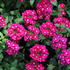 Verbena hybrida 'Vanessa Dark Pink'.JPG
