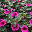 Petúnie 'Sweet Pleasure Hot Pink' - Petunia hybrida 'Sweet Pleasure Hot Pink'