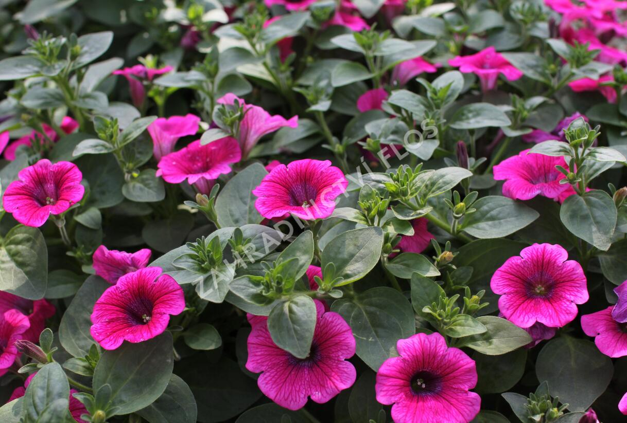 Petúnie 'Sweet Pleasure Hot Pink' - Petunia hybrida 'Sweet Pleasure Hot Pink'