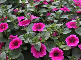 Petúnie 'Sweet Pleasure Hot Pink' - Petunia hybrida 'Sweet Pleasure Hot Pink'