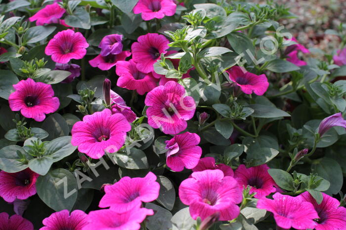 Petúnie 'Sweet Pleasure Hot Pink' - Petunia hybrida 'Sweet Pleasure Hot Pink'