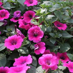 Petúnie 'Sweet Pleasure Hot Pink' - Petunia hybrida 'Sweet Pleasure Hot Pink'