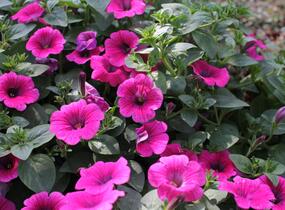 Petúnie 'Sweet Pleasure Hot Pink' - Petunia hybrida 'Sweet Pleasure Hot Pink'