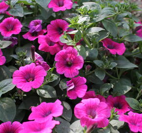 Petúnie 'Sweet Pleasure Hot Pink' - Petunia hybrida 'Sweet Pleasure Hot Pink'