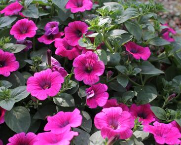 Petúnie 'Sweet Pleasure Hot Pink'