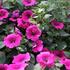 Petunia hybrida 'Sweet Pleasure Hot Pink'.JPG