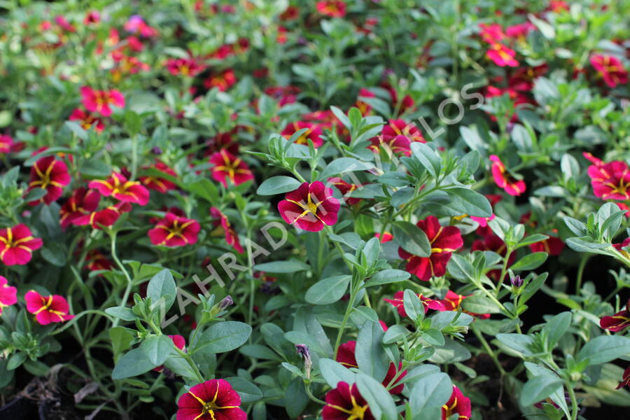 Minipetúnie, Million Bells 'Colibri Exotic Red Bling' - Calibrachoa hybrida 'Colibri Exotic Red Bling'