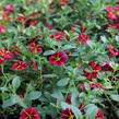 Minipetúnie, Million Bells 'Colibri Exotic Red Bling' - Calibrachoa hybrida 'Colibri Exotic Red Bling'