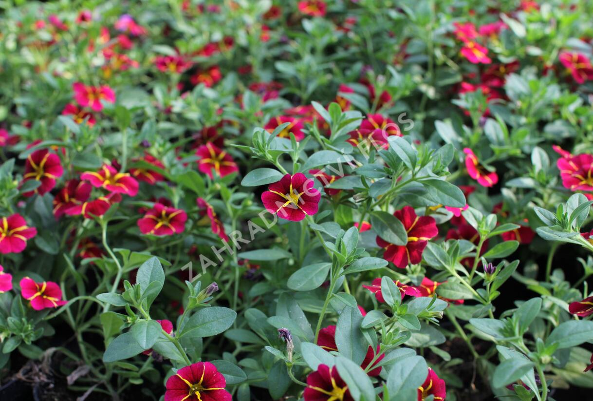 Minipetúnie, Million Bells 'Colibri Exotic Red Bling' - Calibrachoa hybrida 'Colibri Exotic Red Bling'