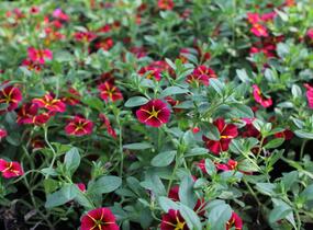 Minipetúnie, Million Bells 'Colibri Exotic Red Bling' - Calibrachoa hybrida 'Colibri Exotic Red Bling'