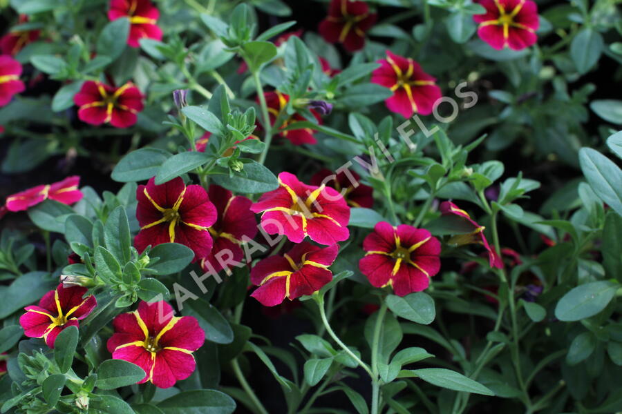 Minipetúnie, Million Bells 'Colibri Exotic Red Bling' - Calibrachoa hybrida 'Colibri Exotic Red Bling'