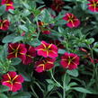 Minipetúnie, Million Bells 'Colibri Exotic Red Bling' - Calibrachoa hybrida 'Colibri Exotic Red Bling'