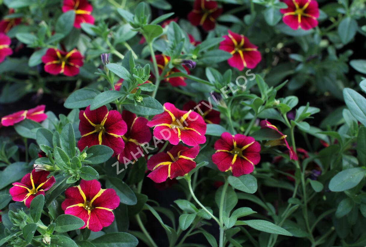 Minipetúnie, Million Bells 'Colibri Exotic Red Bling' - Calibrachoa hybrida 'Colibri Exotic Red Bling'
