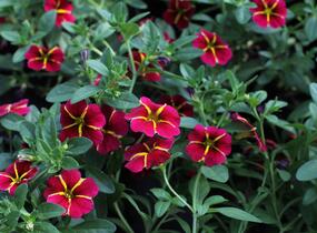 Minipetúnie, Million Bells 'Colibri Exotic Red Bling' - Calibrachoa hybrida 'Colibri Exotic Red Bling'