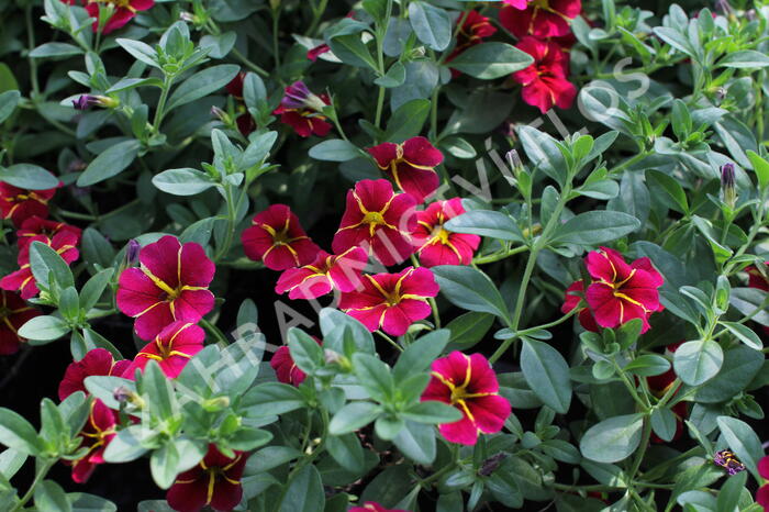 Minipetúnie, Million Bells 'Colibri Exotic Red Bling' - Calibrachoa hybrida 'Colibri Exotic Red Bling'