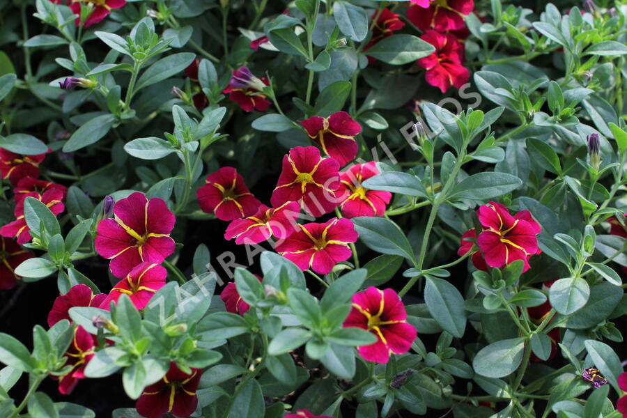 Minipetúnie, Million Bells 'Colibri Exotic Red Bling' - Calibrachoa hybrida 'Colibri Exotic Red Bling'
