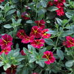 Minipetúnie, Million Bells 'Colibri Exotic Red Bling' - Calibrachoa hybrida 'Colibri Exotic Red Bling'
