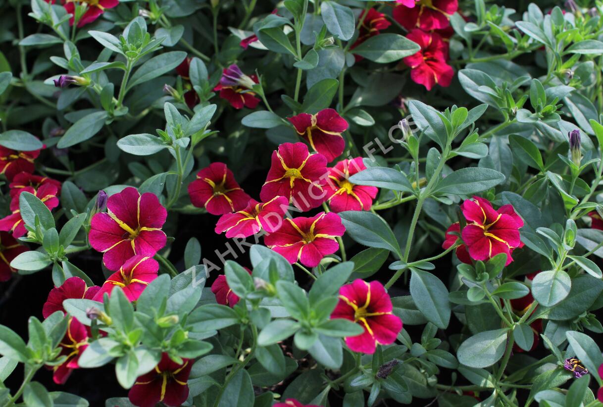 Minipetúnie, Million Bells 'Colibri Exotic Red Bling' - Calibrachoa hybrida 'Colibri Exotic Red Bling'