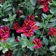 Minipetúnie, Million Bells 'Colibri Exotic Red Bling' - Calibrachoa hybrida 'Colibri Exotic Red Bling'