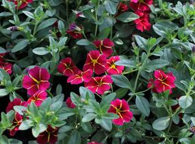 Minipetúnie, Million Bells 'Colibri Exotic Red Bling' - Calibrachoa hybrida 'Colibri Exotic Red Bling'