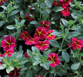 Minipetúnie, Million Bells 'Colibri Exotic Red Bling' - Calibrachoa hybrida 'Colibri Exotic Red Bling'