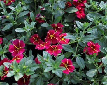 Minipetúnie, Million Bells 'Colibri Exotic Red Bling'