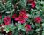 Minipetúnie, Million Bells 'Colibri Exotic Red Bling'