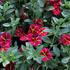 Calibrachoa hybrida 'Colibri Exotic Red Bling'.JPG