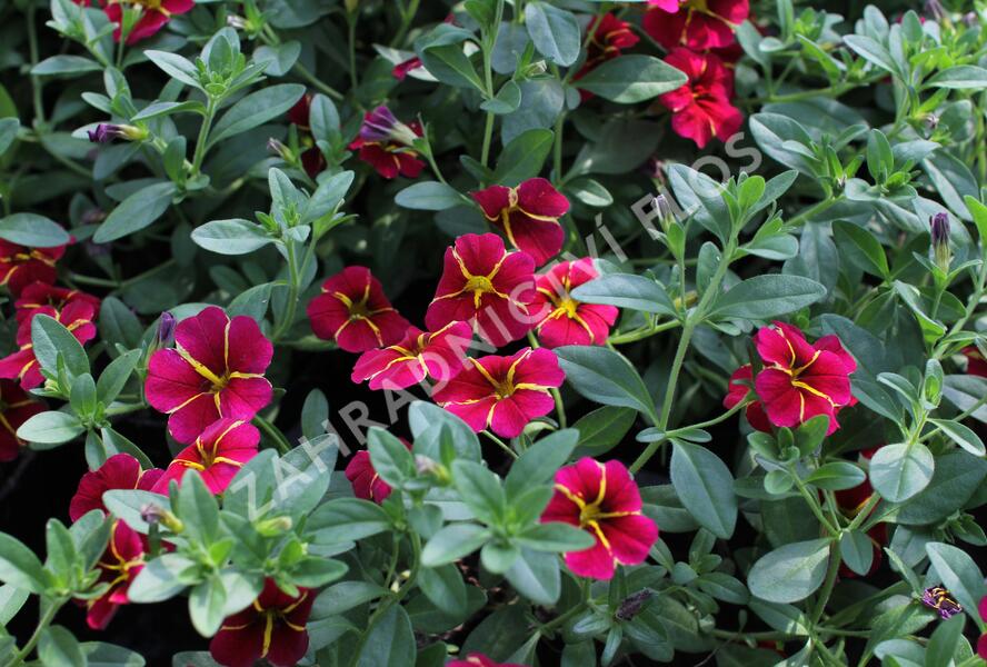 Minipetúnie, Million Bells 'Colibri Exotic Red Bling' - Calibrachoa hybrida 'Colibri Exotic Red Bling'