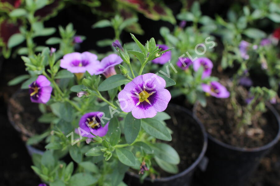 Minipetúnie, Million Bells 'Colibri Spark Purple' - Calibrachoa hybrida 'Colibri Spark Purple'