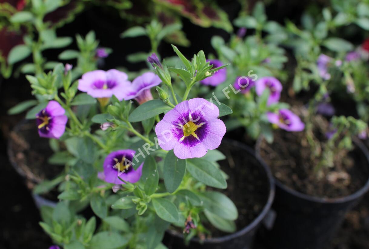 Minipetúnie, Million Bells 'Colibri Spark Purple' - Calibrachoa hybrida 'Colibri Spark Purple'