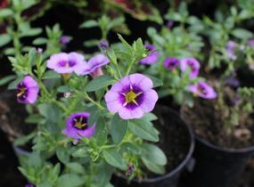 Minipetúnie, Million Bells 'Colibri Spark Purple' - Calibrachoa hybrida 'Colibri Spark Purple'