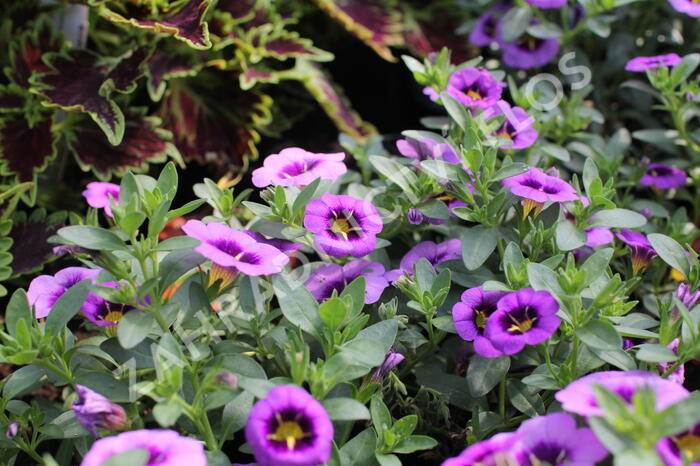 Minipetúnie, Million Bells 'Colibri Spark Purple' - Calibrachoa hybrida 'Colibri Spark Purple'