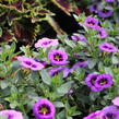Minipetúnie, Million Bells 'Colibri Spark Purple' - Calibrachoa hybrida 'Colibri Spark Purple'