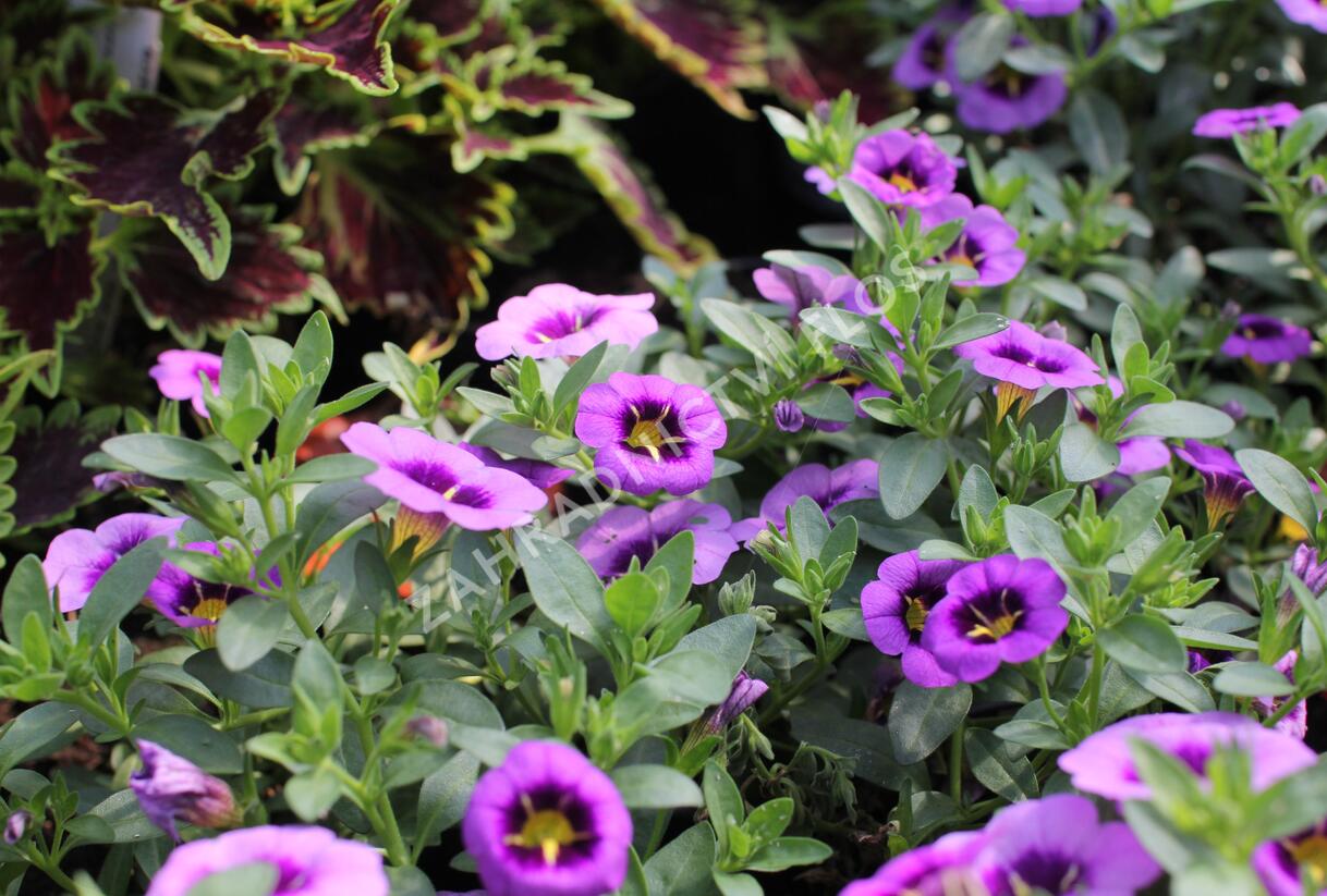 Minipetúnie, Million Bells 'Colibri Spark Purple' - Calibrachoa hybrida 'Colibri Spark Purple'
