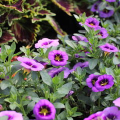 Minipetúnie, Million Bells 'Colibri Spark Purple' - Calibrachoa hybrida 'Colibri Spark Purple'