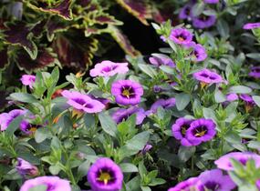 Minipetúnie, Million Bells 'Colibri Spark Purple' - Calibrachoa hybrida 'Colibri Spark Purple'