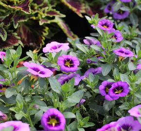 Minipetúnie, Million Bells 'Colibri Spark Purple' - Calibrachoa hybrida 'Colibri Spark Purple'
