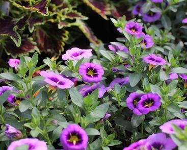 Minipetúnie, Million Bells 'Colibri Spark Purple'