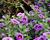 Minipetúnie, Million Bells 'Colibri Spark Purple'