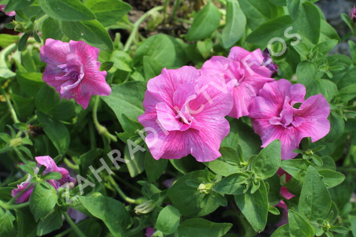 Petúnie 'Tumbelina Candyfloss' - Petunia hybrida 'Tumbelina Candyfloss'